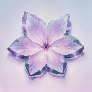 新しい花が咲く