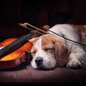 Patrones Melódicos De Las Mascotas