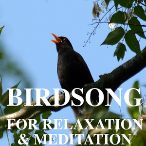 Birdsong & Light Rain