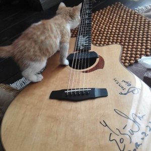 医龙（Cover 泽野弘之）