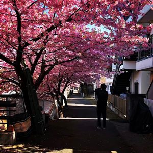 樱花树下的背叛者