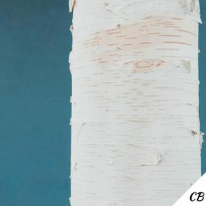 Birches