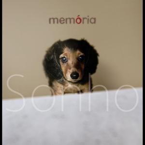 ひとりぼっちのクリスマス