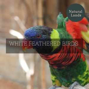 Pricky American Toads