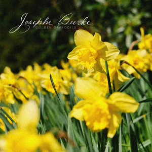 Golden Daffodils