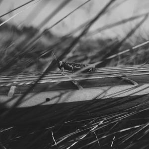 Pełnoprawny Spokój