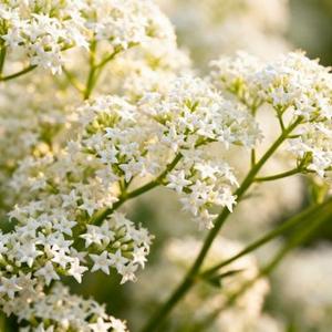 一爱难求 (Cover 徐佳莹)