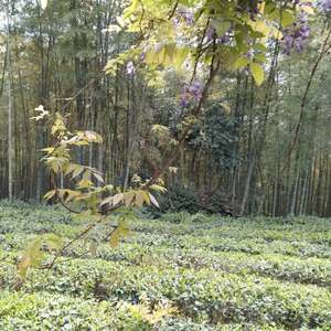 世间风景不及你