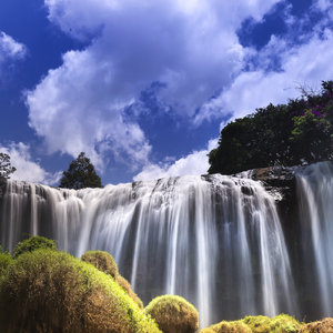 Snow Covered Pine Trees