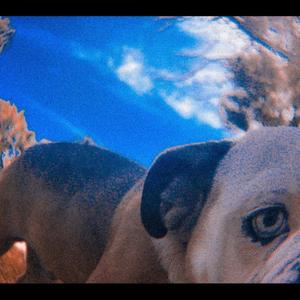 WATCHDOG