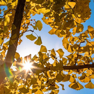 银杏与风的对话