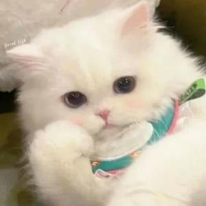 月亮船（大学生才艺展示）