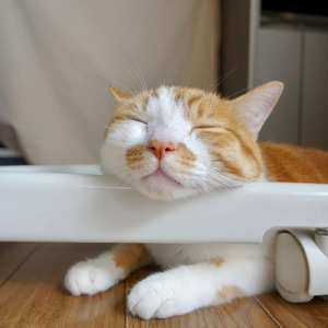 なんでも枕にしちゃうぜ