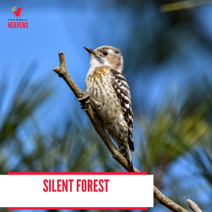 Starlit Mountain Night