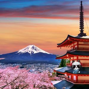 Cherry Blossoms In Japan