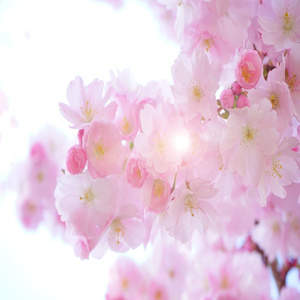 벚꽃놀이 (힐링 멜로디)