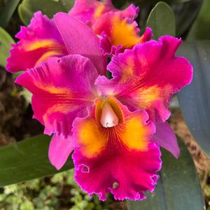 Sitar Vachaspati Alap