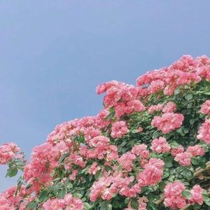 四点的海棠花未眠