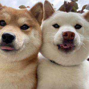 早点早点（Cover：沙一汀）