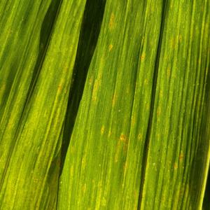 兰花花 (二胡轻音乐纯音乐)