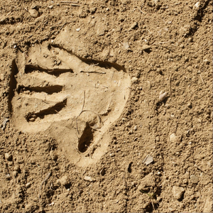 Imprint