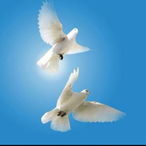 鸽子飞翔的地方