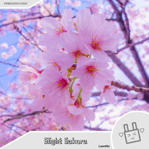 Slight Sakura