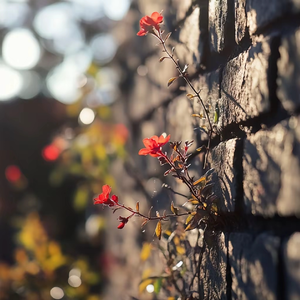 我们的故事像一场流星