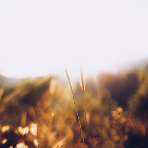 The Dreamer and the Dream