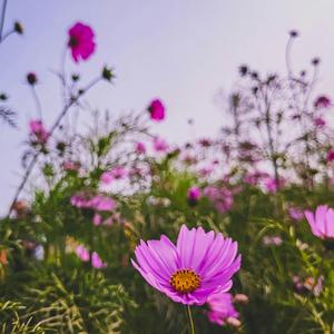 বাংলাদেশী গ্রামের ব্লগ সাউন্ড ১