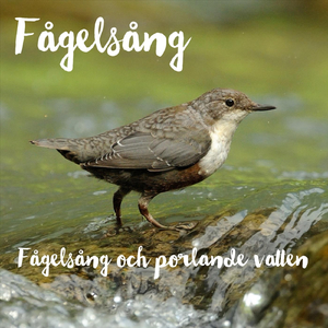 Fågelsång och porlande vatten