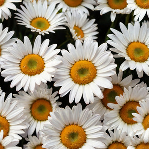Daisies