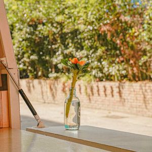 猴面包树(生命之树)