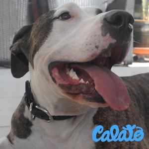 Saliva de Perro