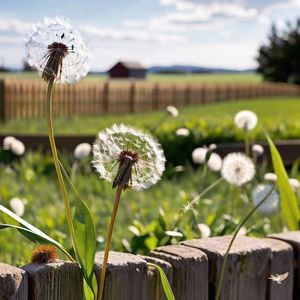 最遥远的行星 伴奏