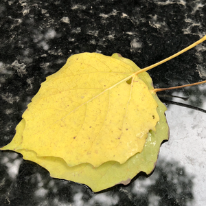 《友谊的小船》词曲唱 赵鑫