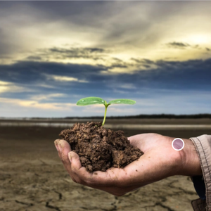 我是一只受伤的小鸟