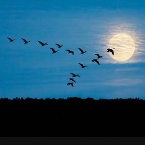 阿桑-雁（prod.97Virus）（JM / Lucifer remix）