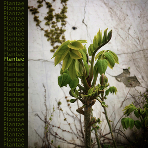 Plantae