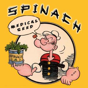 Spinach (feat. Jtx & Lila QUEEN)
