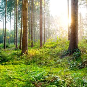 432 Hz Miracle Tone Ambience