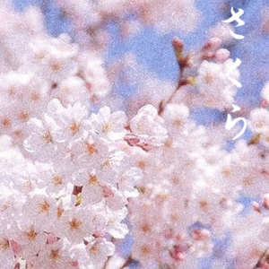 樱花樱花想见你