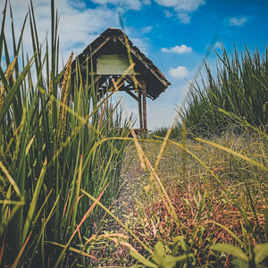 Dj Baddhe Di Pontang Pantingke Aku Cah Bakohh (Remix)