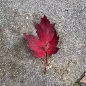 她（PROD BY MEGA）