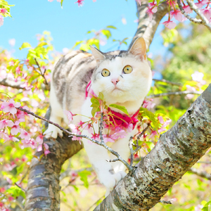 真夜中の猫部屋