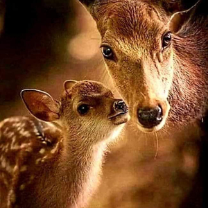 L'Odyssee de la Licorne