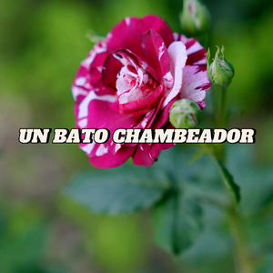 Un Bato Chambeador