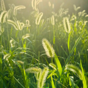 土坡上的狗尾巴草 卢润泽