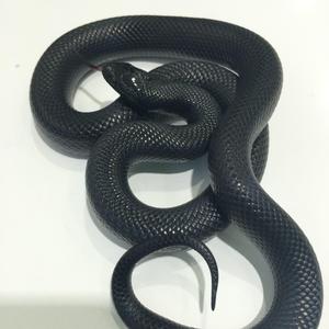 [FREE]"小宝"(Prod.FEARCAVALRY)