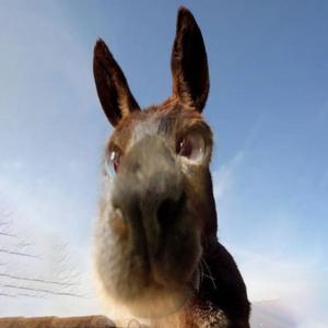 AI孤单北半球Cover（欧得洋）